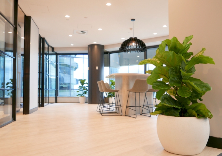 办公室绿植租赁：打造清新办公环境，绿植助您享受生活美好